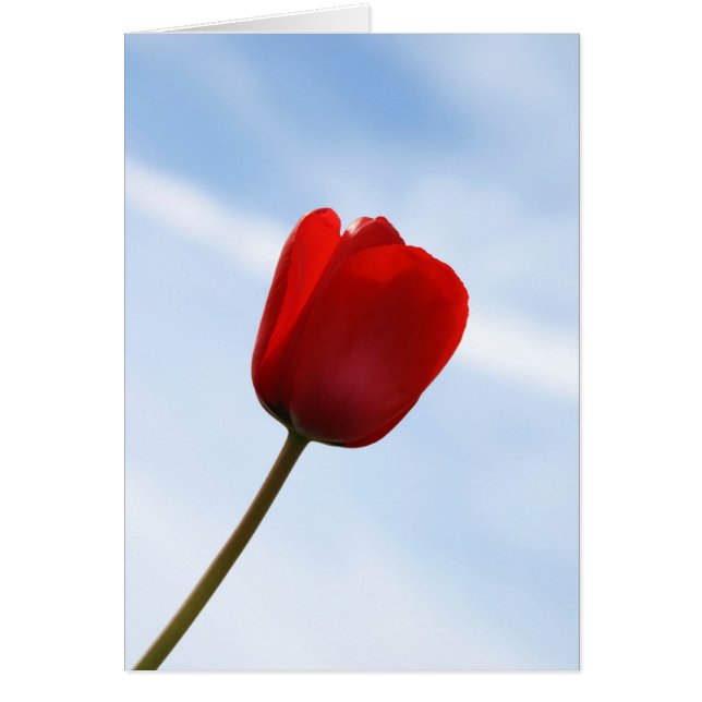 Red Tulip Card (Front)
