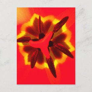 Red Tulip Centre Postcard