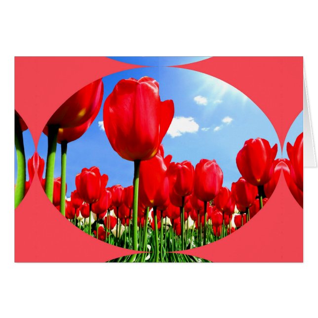 Red Tulip Delight (Front Horizontal)