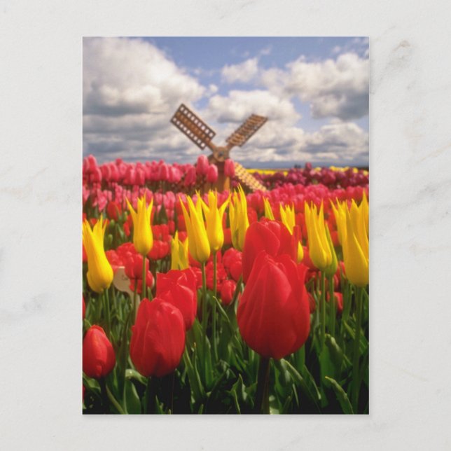Red Tulip field, Oregon flowers Postcard (Front)