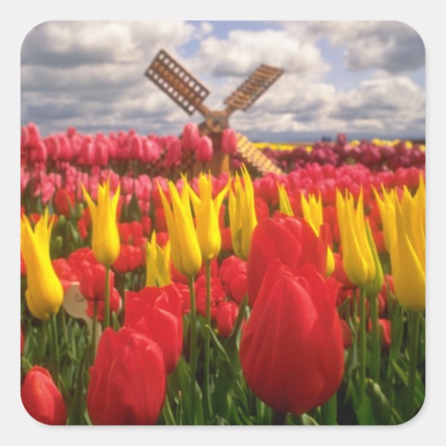 Red Tulip field, Oregon flowers Square Sticker (Front)