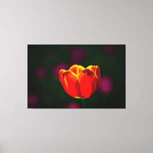 Red tulip flower canvas print