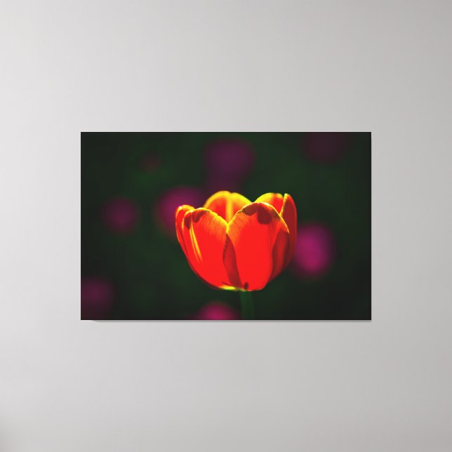 Red tulip flower canvas print (Front)