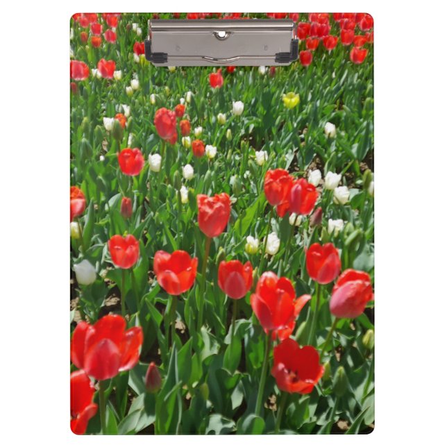 Red Tulip Flower Field Photo Clipboard (Front)
