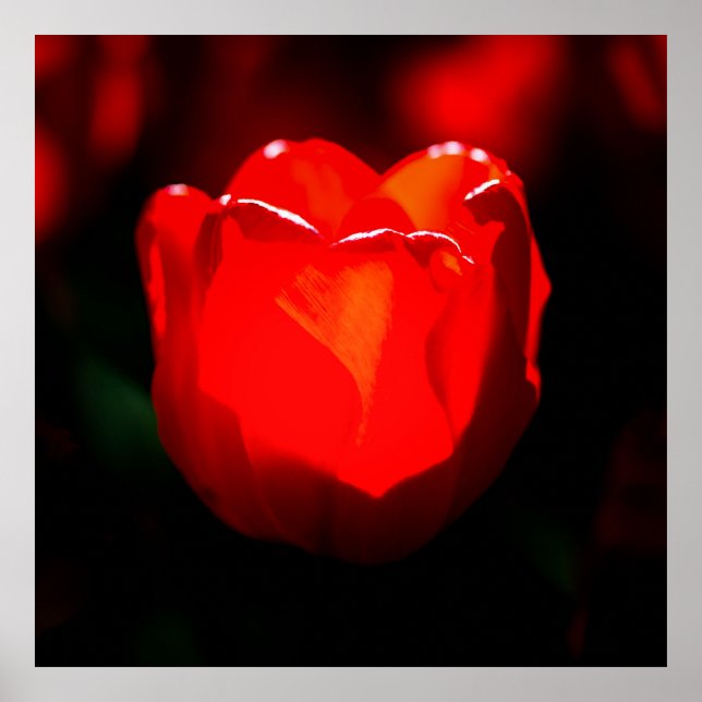 Red Tulip Flower - Fire Poster (Front)