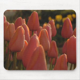 Red tulip flower Mouse pad