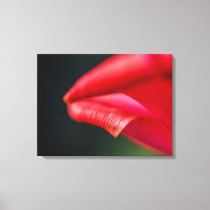 Red Tulip Flower Petal Close-up Macro Photograph Canvas Print