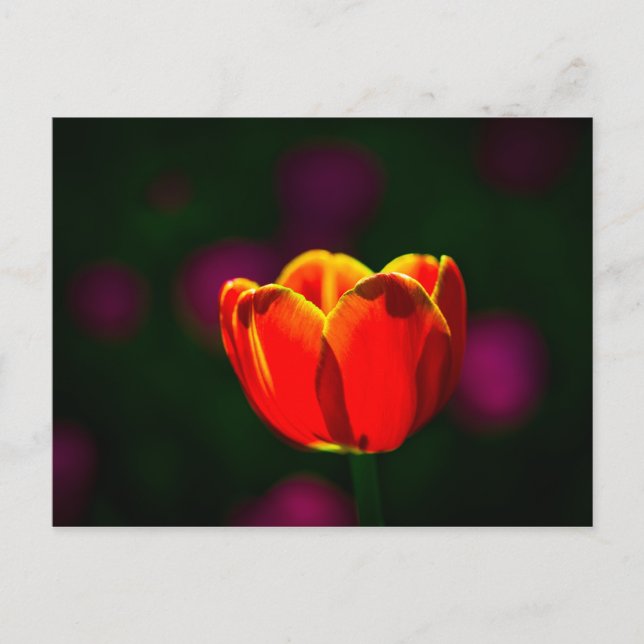 Red tulip flower postcard (Front)