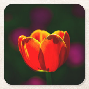 Red tulip flower square paper coaster