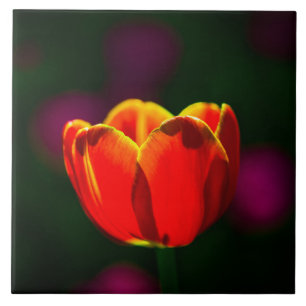 Red tulip flower tile