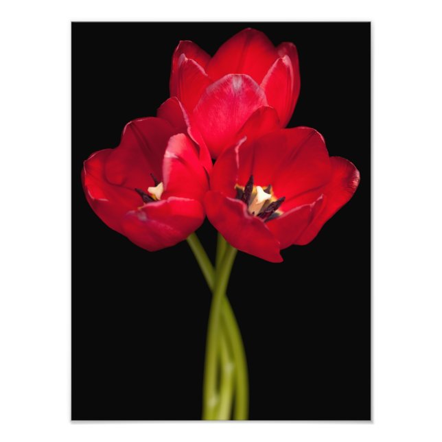 Red Tulip Flowers Black Background Floral Photo Print (Front)