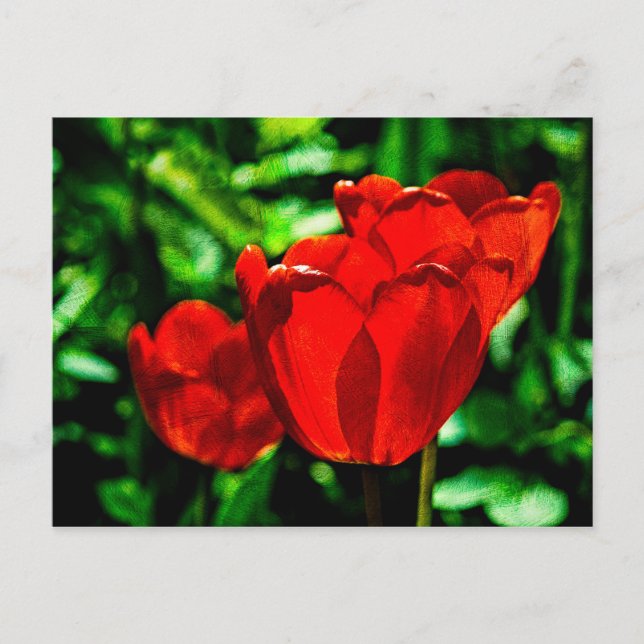 Red tulip flowers postcard (Front)