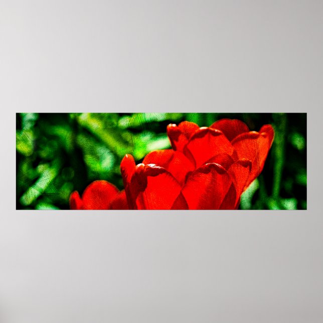 Red tulip flowers poster (Front)
