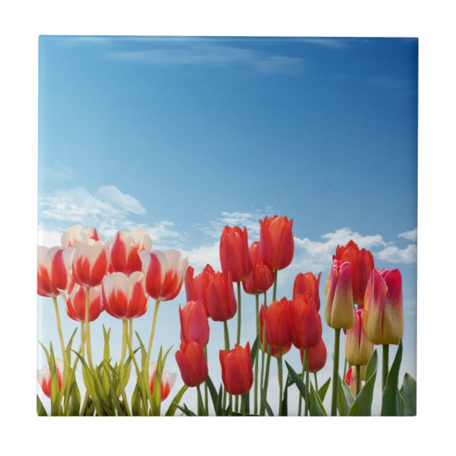 Red Tulip Flowers Tile (Front)