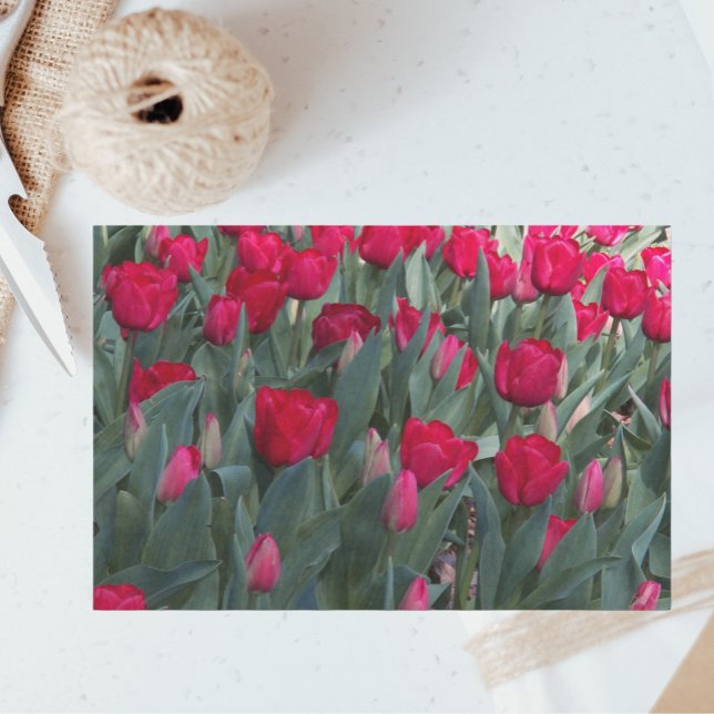 Red Tulip Garden Floral Tissue Paper (In Situ)