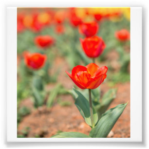 Red Tulip Garden Photo Print