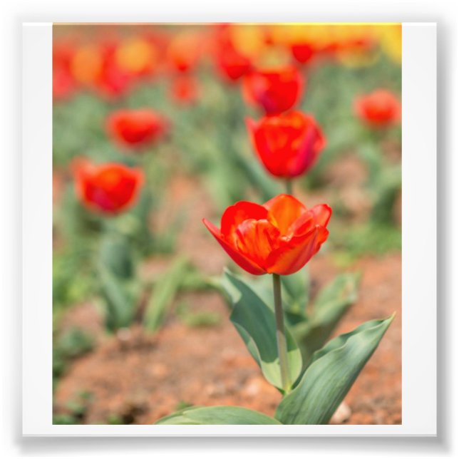 Red Tulip Garden Photo Print (Front)