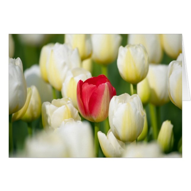 Red tulip in a field of white tulips (Front Horizontal)