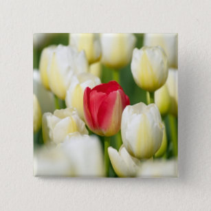 Red tulip in a field of white tulips 15 cm square badge
