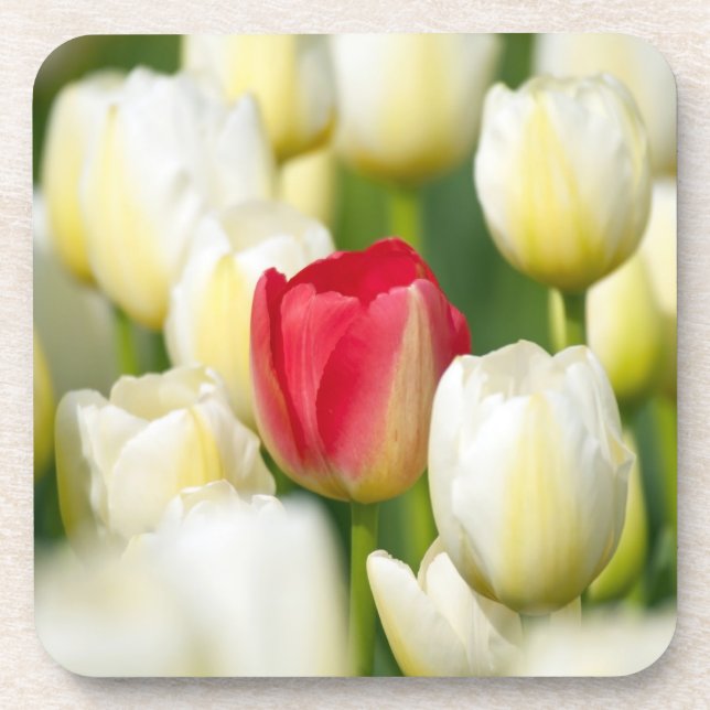Red tulip in a field of white tulips coaster (Front)