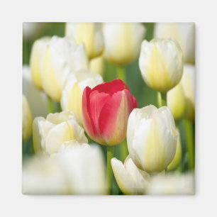 Red tulip in a field of white tulips magnet