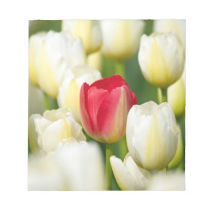 Red tulip in a field of white tulips notepad