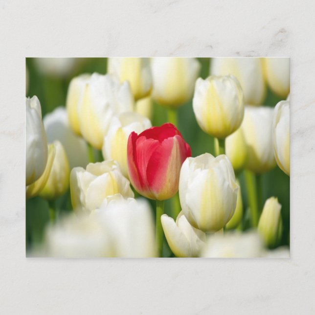 Red tulip in a field of white tulips postcard (Front)