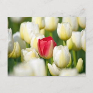 Red tulip in a field of white tulips postcard