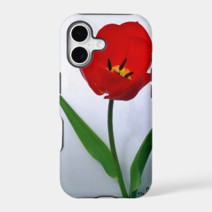 Red Tulip in Full Bloom