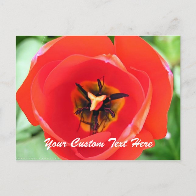 Red Tulip Macro Flower Custom text Postcard (Front)