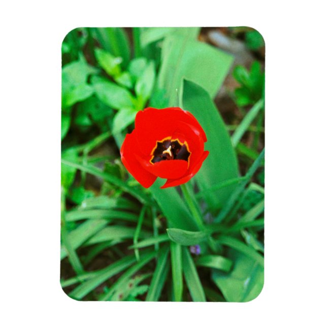 Red tulip magnet (Vertical)