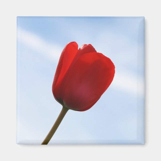 Red Tulip Magnet (Front)