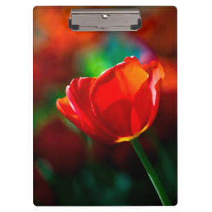 Red tulip - Mystery of blooming Clipboard