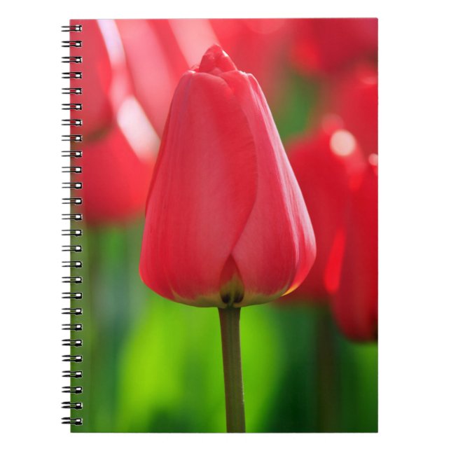 Red Tulip Notebook (Front)