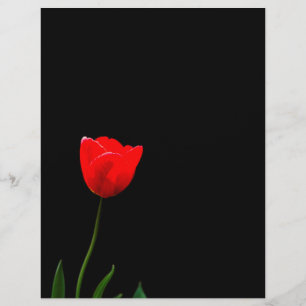 Red tulip on a black background flyer
