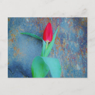 Red Tulip on Blue Grey Slate Postcard