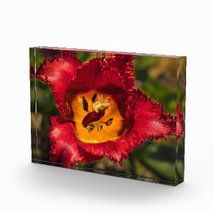 Red tulip photo block