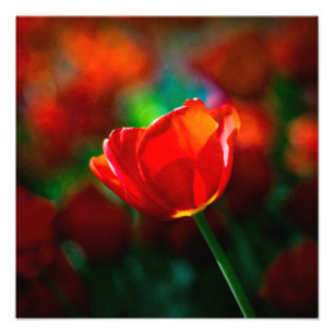 Red tulip photo print