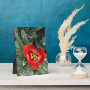 Red tulip plaque