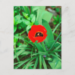 Red tulip postcard