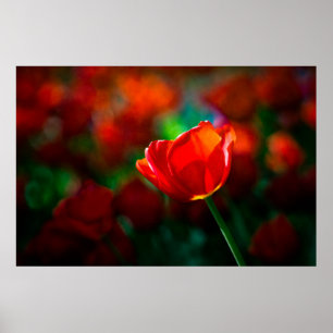 Red tulip poster