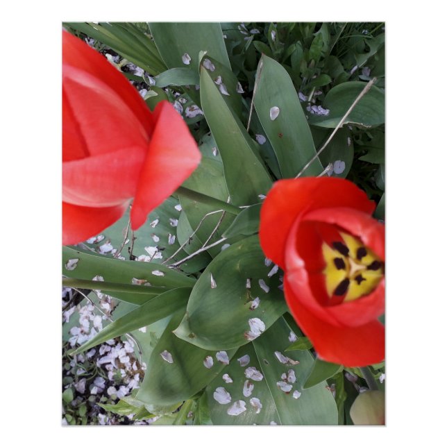 Red tulip poster (Front)