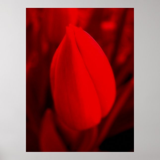 RED TULIP Poster (Front)