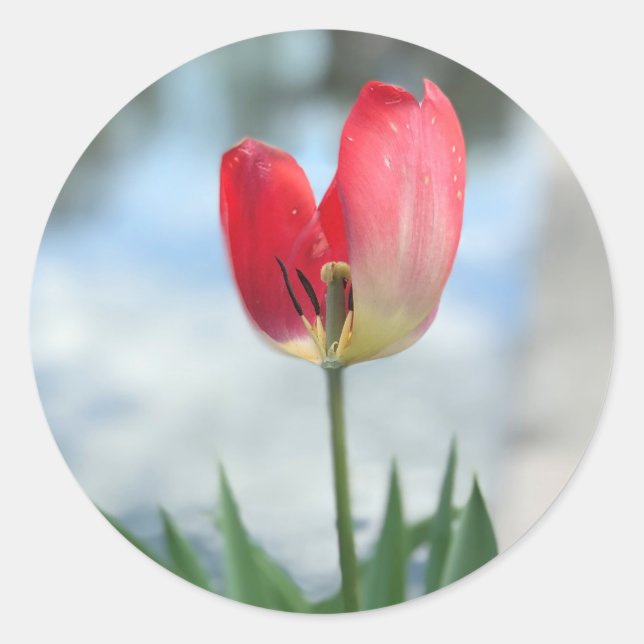 Red Tulip Stickers (Front)
