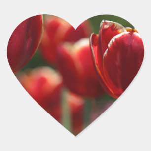 Red tulip stickers