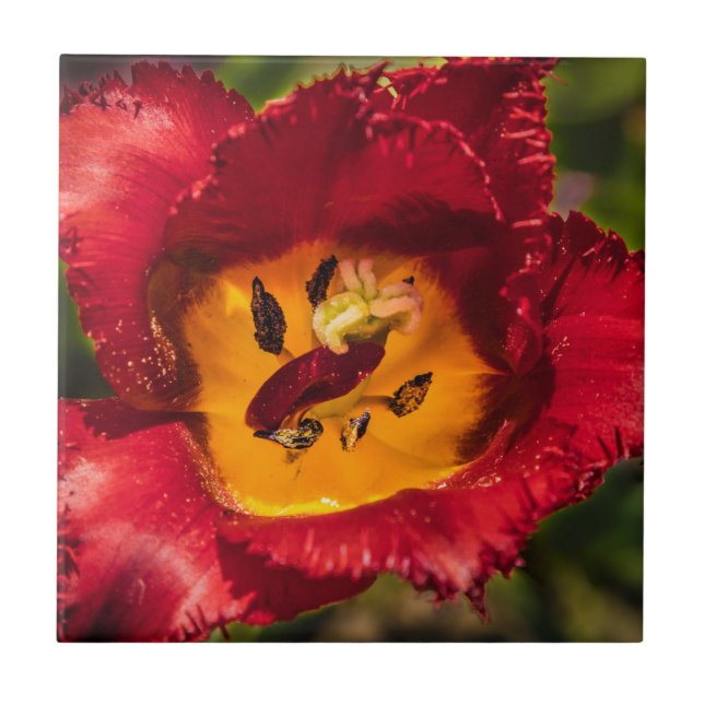 Red tulip tile (Front)