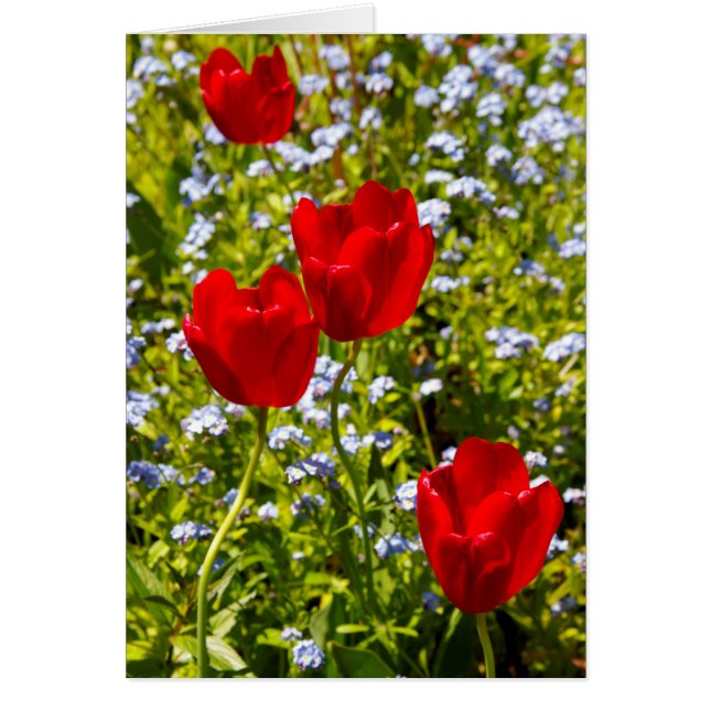 Red Tulips (Front)