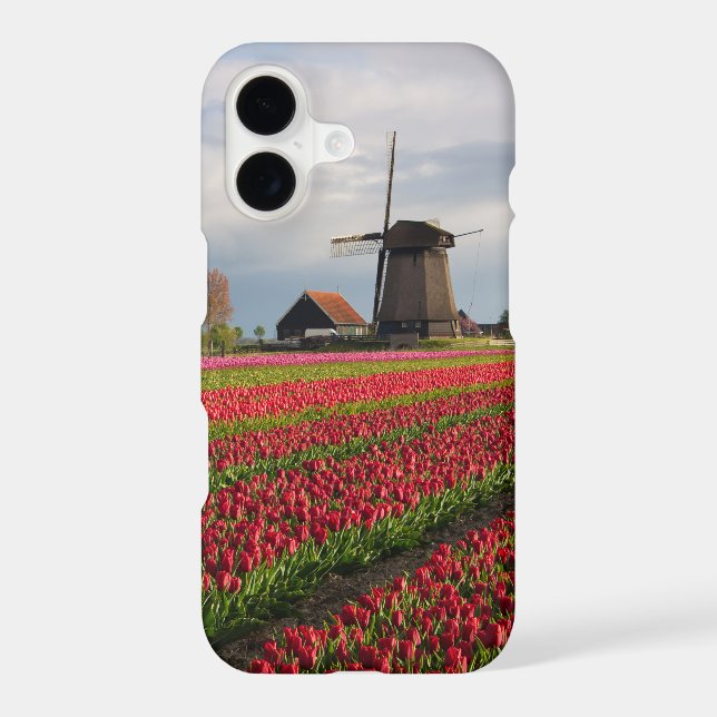 Red tulips and a windmill (Back)
