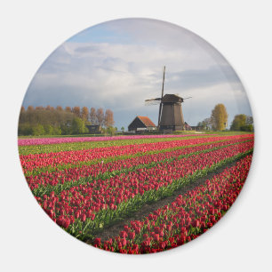 Red tulips and a windmill magnet
