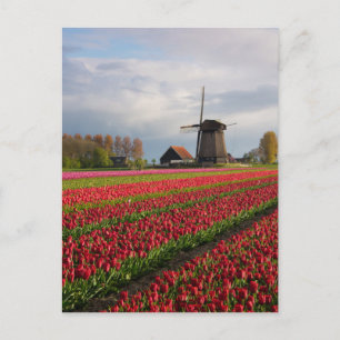 Red tulips and a windmill postcard